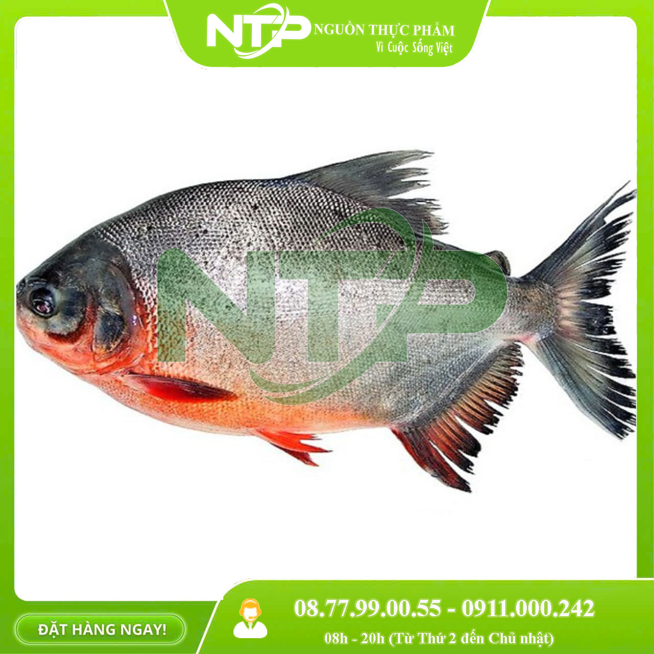 Hải Sản Tươi Ngon Giá Sỉ Tại Huyện Nhơn Trạch Hải Sản Tươi Ngon Giá Sỉ Tại Huyện Nhơn Trạch